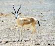GaZelLe